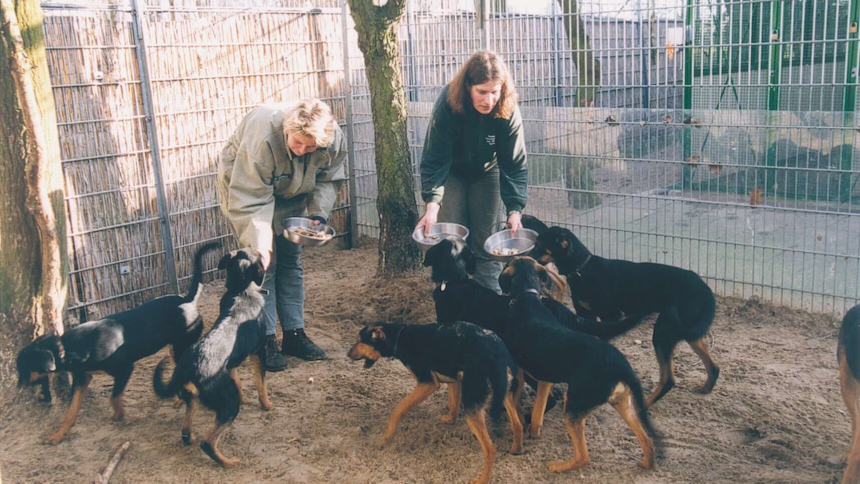 Fütterung von Hunden in einem Tierheim
