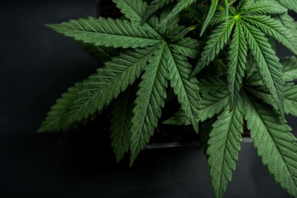 Cannabispflanze