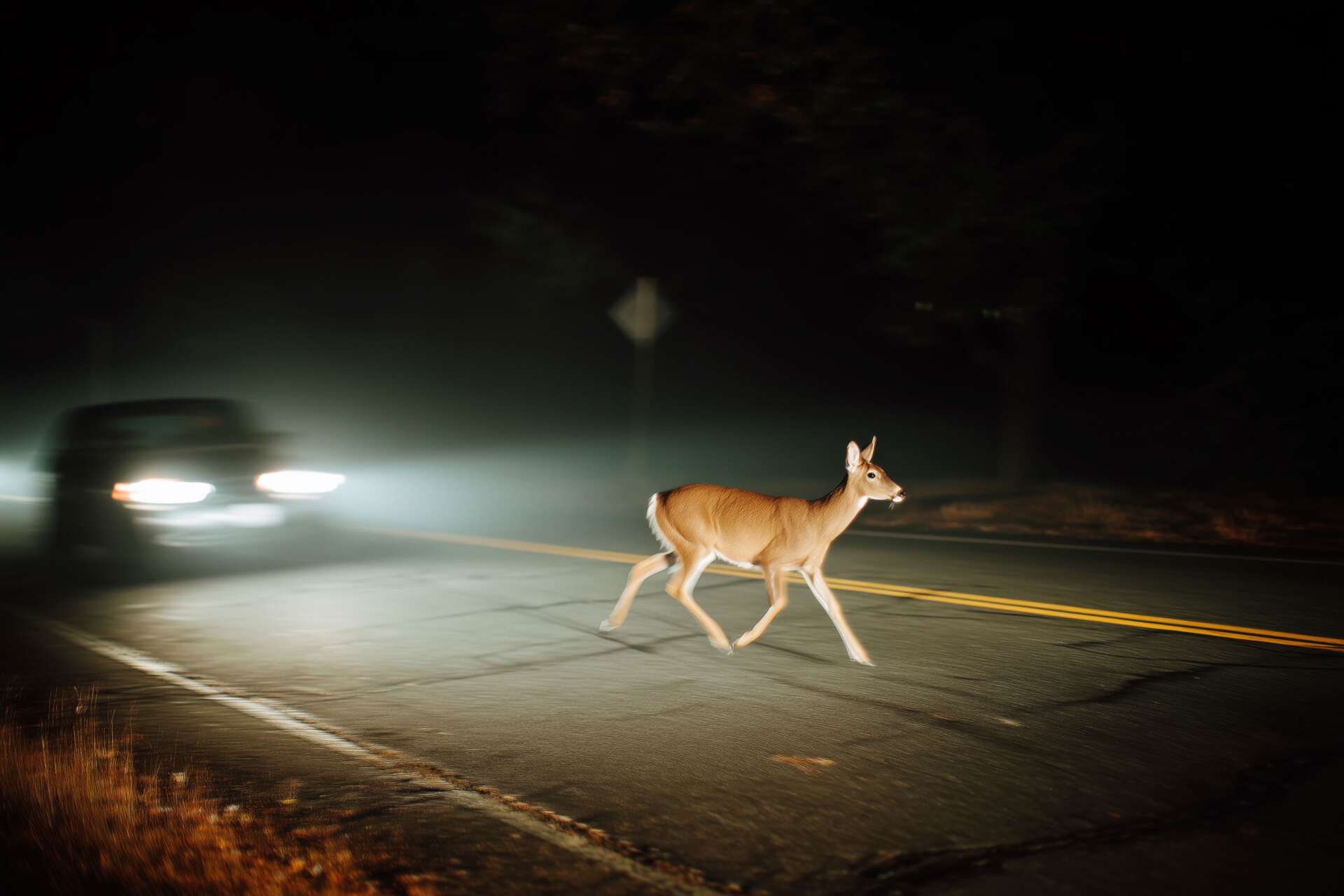 Reh läuft nachts über eine Landstraße im Autoscheinwerferlicht