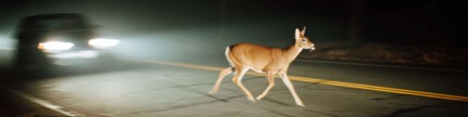 Reh läuft nachts über eine Landstraße im Autoscheinwerferlicht