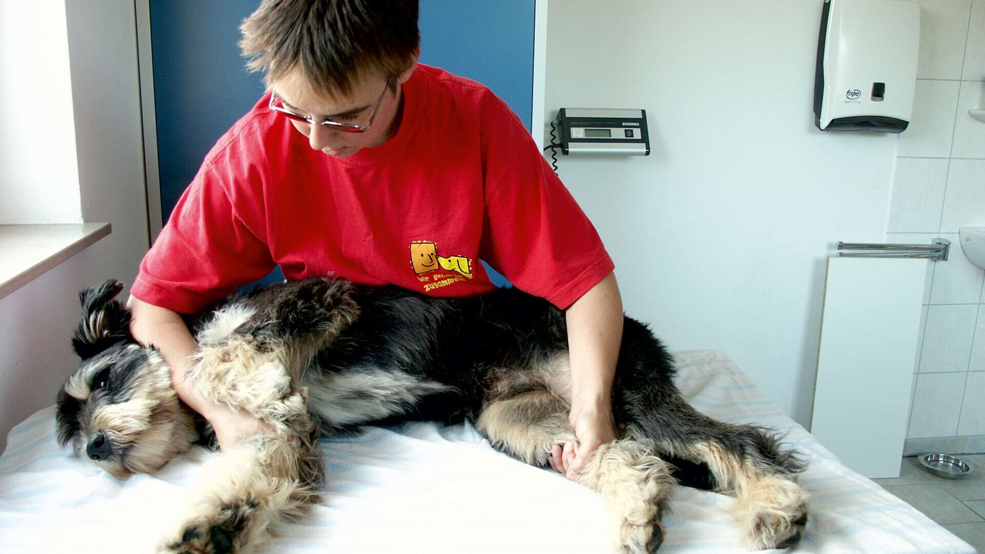 Ein Tierpfleger  hält einen seitlich auf einem Behandlungstisch liegenden Hund  an den Pfoten fest. 