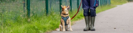 Hund mit Maulkorb und Leine sitzt und schaut zu Tierheimmitarbeiter hoch. Beide sind beim Spaziergang im Grünen.