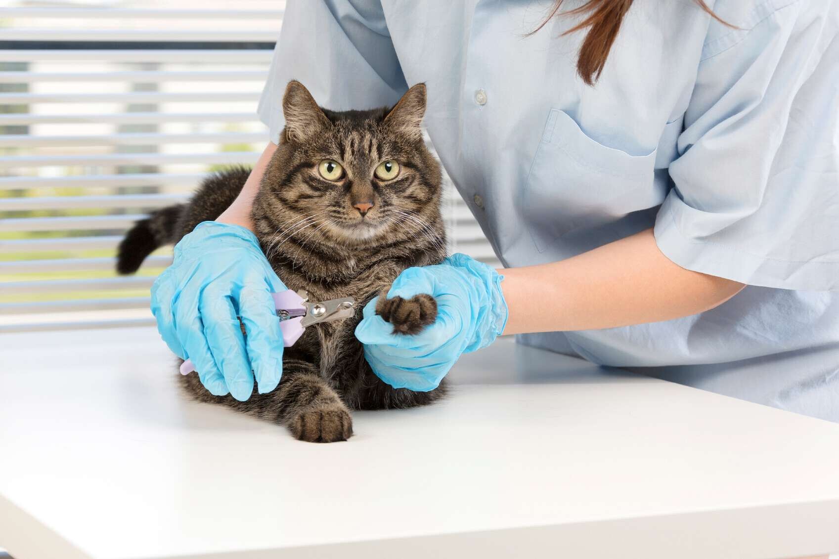 Tierpfleger scheidet einer Katze die Krallen