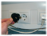 Netzstecker