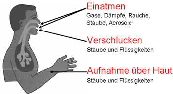 Aufnahmemöglichkeiten von Gefahrstoffen in den menschlichen Körper